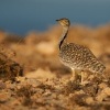 Drop hrivnaty - Chlamydotis undulata - Houbara Bustard o2949